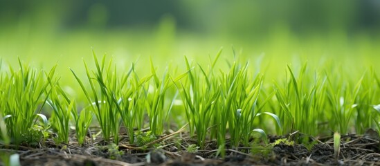 Canvas Print - Vibrant Greenery: Lush Close-Up of a Fresh Spring Grass Field in Nature