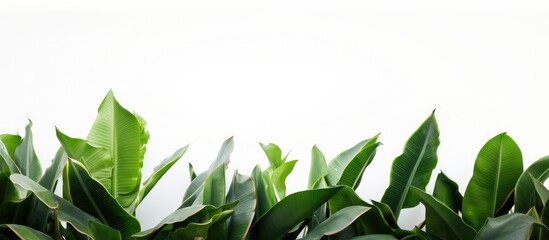 Wall Mural - Vibrant Green Leaves of a Lush Plant Set against a Clean White Background