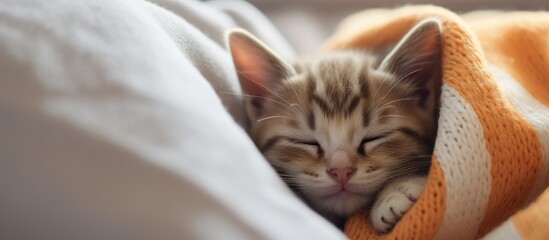 Wall Mural - Adorable Tabby Kitten Cozily Sleeping under Warm Knitted Blanket