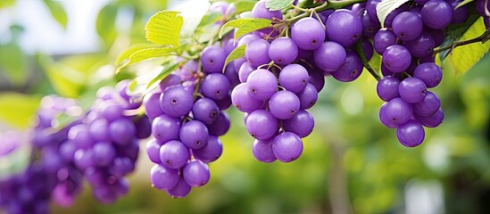 Sticker - Luscious Purple Grapes Growing on a Vine in a Vibrant Vineyard Setting