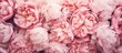 Lush Pink Peonie Flowers in Full Bloom Against Elegant Black Background