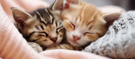 Wall Mural - Adorable Tabby Kitten Napping Peacefully on a Soft Cozy Blanket at Home