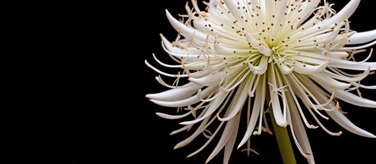 Poster - Elegant White Bloom Gracefully Blooming in the Darkness of a Black Background