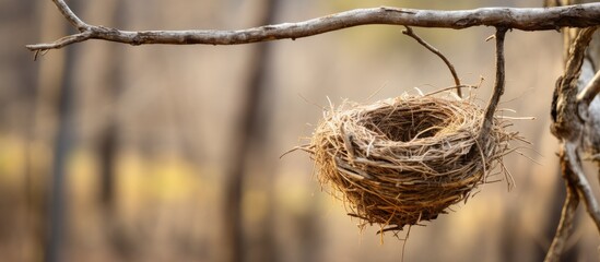 Sticker - Serene Bird Nest Swinging from Tree Branch in Natural Habitat