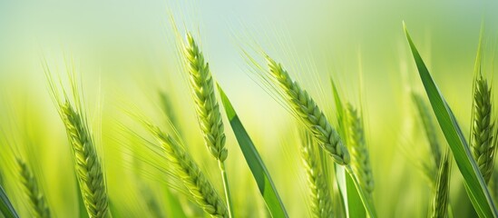 Poster - Vibrant Green Wheat Farm under Clear Blue Sky, Agriculture Landscape in Summer