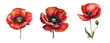 Set of three watercolour painted poppy flowers