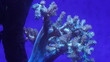 Nephtheidae is a family of soft corals belonging to the order Alcyonacea within the class Anthozoa. Soft corals are a group of marine invertebrates that are related to hard corals|穗軟珊瑚