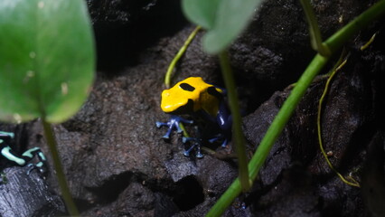 Poster - Golden Poison Frog (Phyllobates terribilis): This frog, also known as the golden dart frog, is native to the rainforests of western Colombia. |染色箭毒蛙