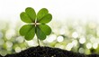 Single Four-Leaf Clover on Soil with Bokeh Background