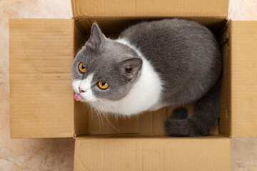 Wall Mural - a british shorthair cat in a carton