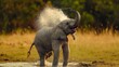 A baby elephant spraying water from its trunk with joy