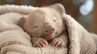 A chubby baby wombat with a contented expression