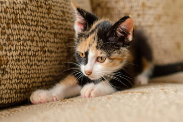 Wall Mural - a kitten is sitting on the couch looking at the camera