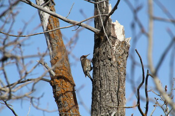 Wall Mural - bird on a tree, Pylypow Wetlands, Edmonton, Alberta