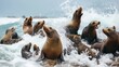 A playful group of sea lions basking on a rocky shore, barking and splashing in the waves