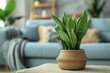 Sansevieria or snake plant in a pot on blurred living room interior background.