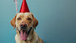 Cute dog celebrating with red pary hat and blow-out against a blue background and copy space to side.