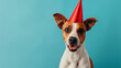 Cute dog celebrating with red pary hat and blow-out against a blue background and copy space to side.