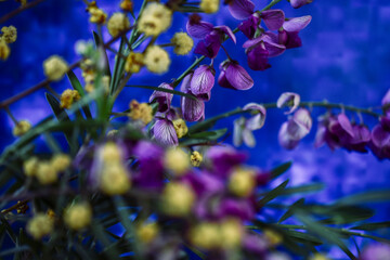 Poster - Bouquet of native Australian flowers