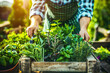 Chefs harvesting herbs and vegetables in a sunlit garden, preparing for a farm-to-table dining event.
