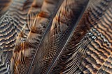 A detailed view of the texture and pattern on a feather with each barb perfectly aligned