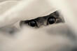 a cat peeking out from under a white sheet