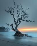 Fototapeta  - tree beach foggy sky photographer gentle dawn blue light immortal neuron body buried sand young twisted waterway oak spanish moss
