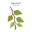 Silver birch (Betula pendula), medicinal and edible plant. Hand drawn vector illustration