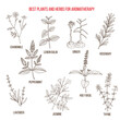 Best herbs for aromatherapy