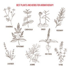 Wall Mural - Best herbs for aromatherapy