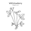 Wild strawberry (Fragaria vesca), medicinal and edible plant. Hand drawn vector illustration