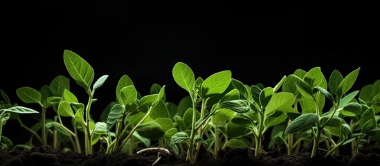 Canvas Print - Vibrant Greenery: Diverse Baby Plants Thriving in Lush Soil Bed