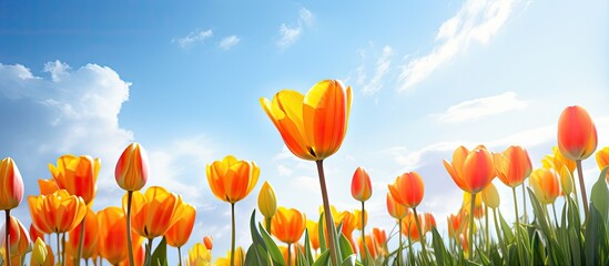 Wall Mural - Vibrant Spring Landscape Featuring Colorful Tulip Flowers and Clear Blue Sky Background