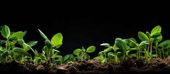 Poster - Promising Future: Diverse Young Plants Thriving in Rich Soil of a Garden Bed