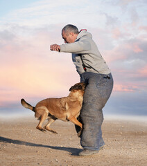 Wall Mural - training of belgian shepherd