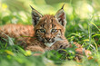 The lynx cub is lying in the grass