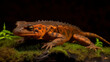 Crocodile newt is an attractive large and robust species, also known as Himalayan Nobby Newt.