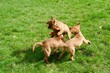 three puppy dogs playing in the grass