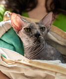 Fototapeta  - portrait of canadian sphynx hairless cat carried in hands sunny summer day outdoors