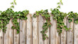 Old wooden garden fence overgrown with green ivy plants. Transparent background