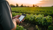 © Chamli_Pr - modern farmer using a mobile phone in the field,  a person using a smartphone in his crops in the morning. IOT irrigation system controlled by a smartphone, a modern agriculture concept,