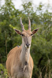 Fototapeta Konie - Young common eland Taurotragus oryx standing looking