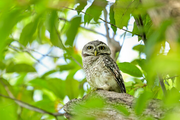 Wall Mural - The young spotted Owlet on branch in Benjakiti park in Bangkok Thailand.