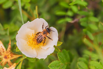 Wall Mural - Honey bee collecting pollen from a white rosehip flower