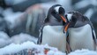 The conflict Antarctic penguins