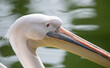 Grande plano de cara de pelicano