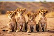 lion cub on hot background