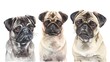 pug parade: a charming lineup of obedient pugs capturing hearts