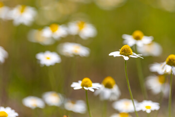 White natural background of flowers. White daisies.