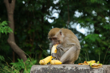 Wall Mural - juvenile Long-tailed macaque (Macaca fascicularis) also known as cynomolgus monkey eating a banana in Sumatra island, Indonesia